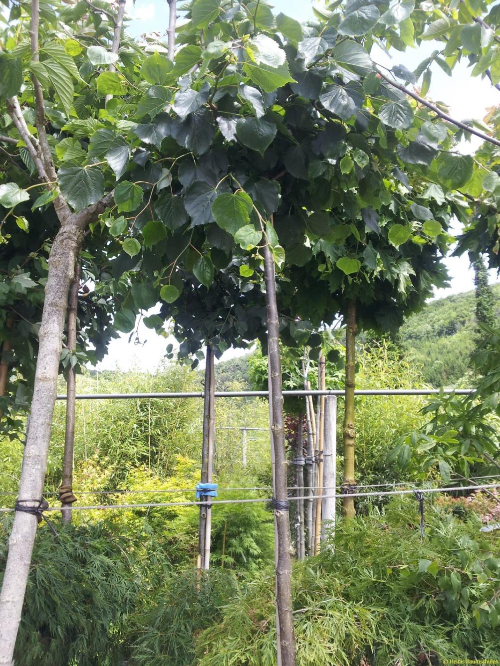 Tilia cordata 'Green Globe'  / Kugel  Winterlinde