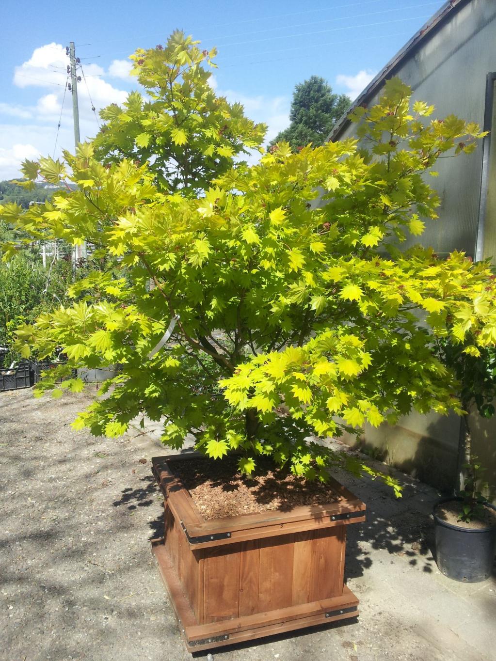 Japanischer Goldahorn 