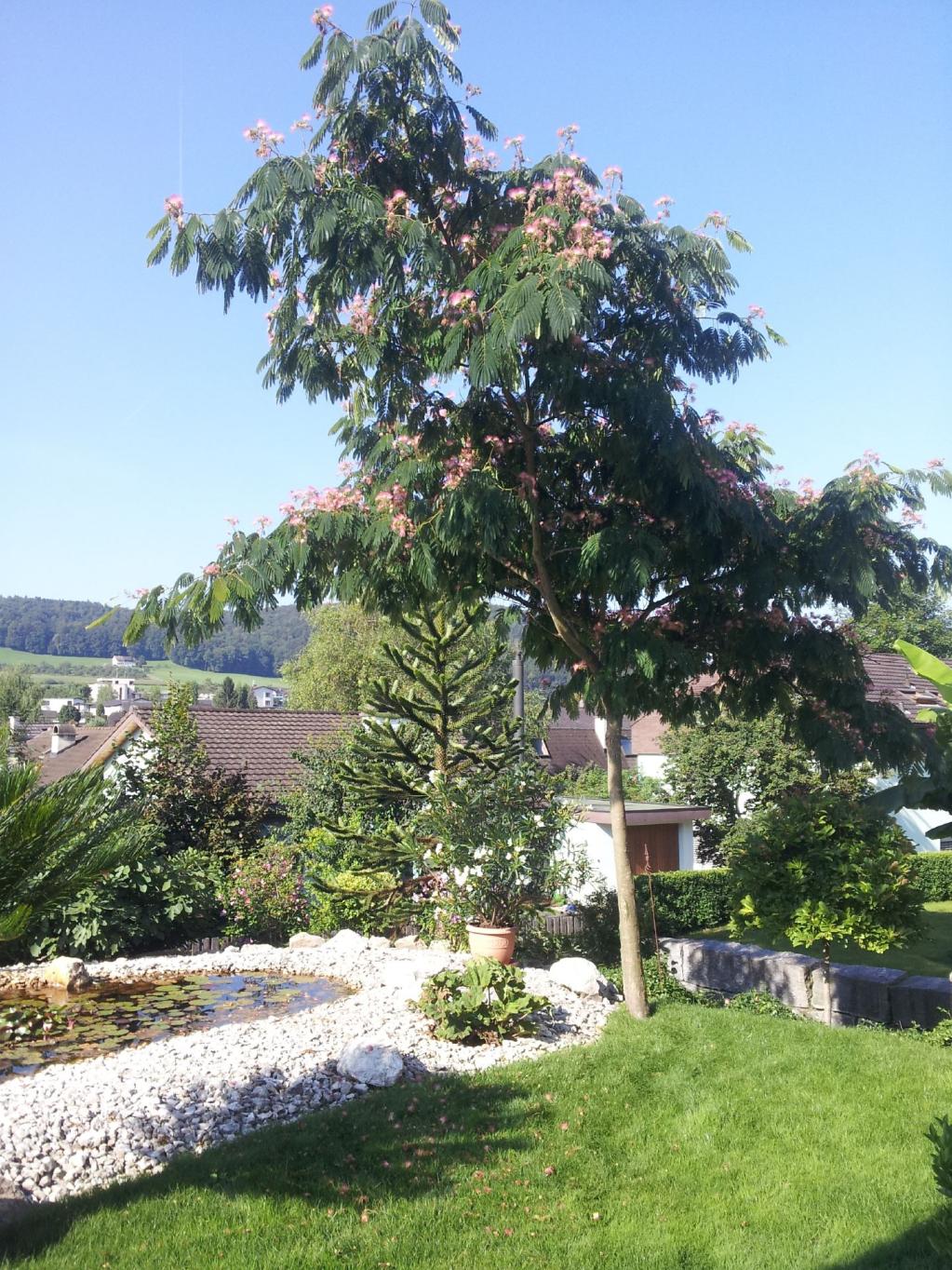 Seidenbaum-Leguminosae