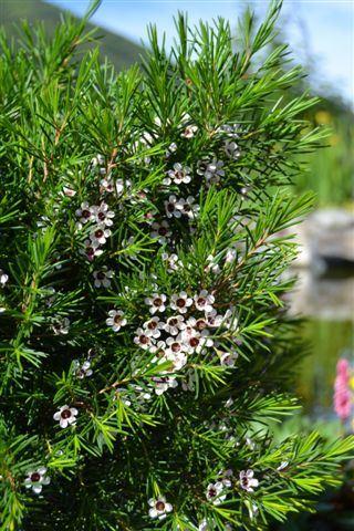 Hakiges Chamelaucium