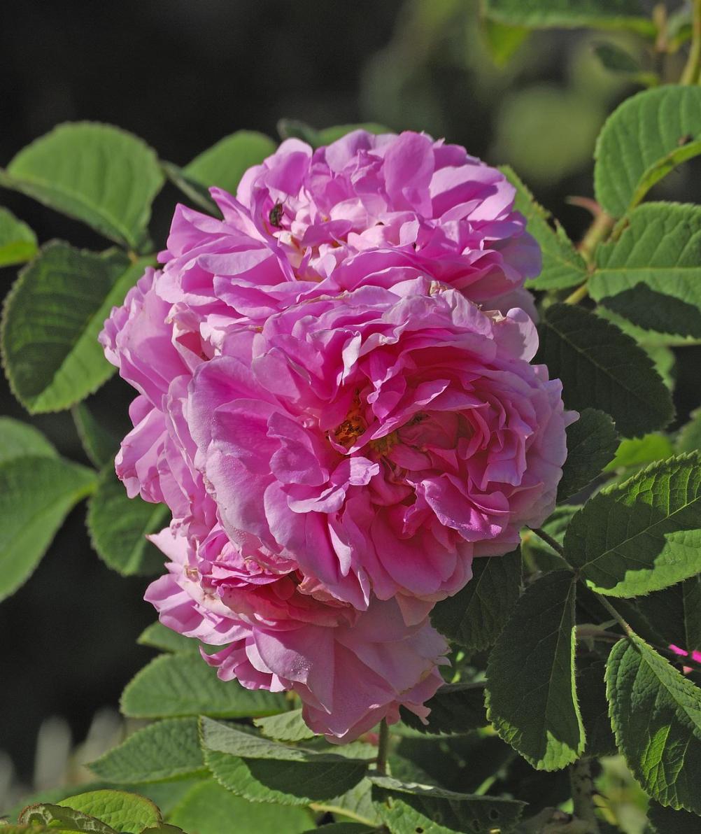 «Heilpflanze des Jahres 2013»