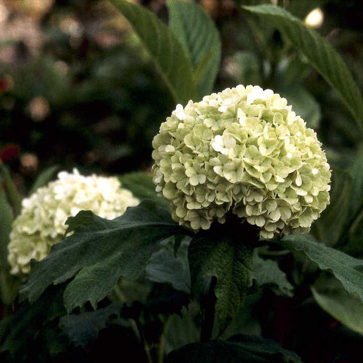 Gefüllter Schneeball / Echter Schneeball 'Roseum' 