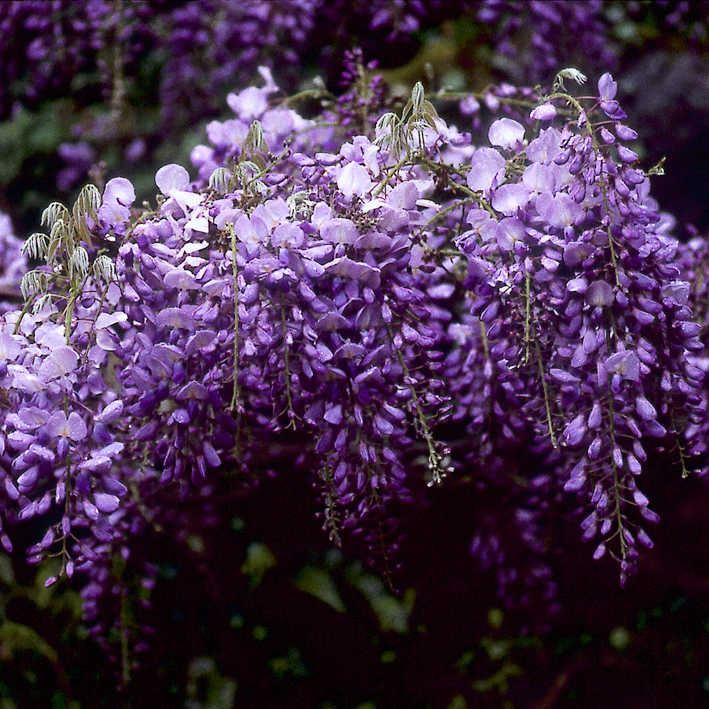 Wisteria sinensis 'Prolific'  /   Blauregen
