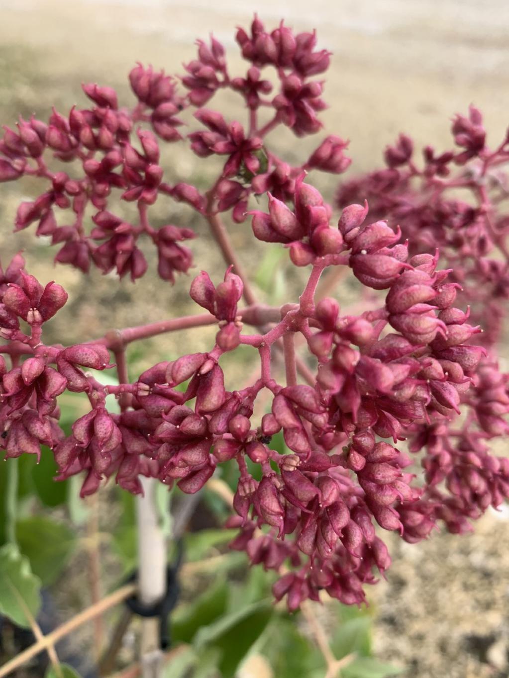 Samthaarige Stinkesche (Euodia hupehensis)