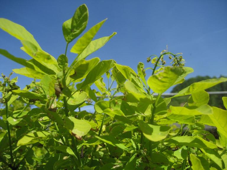 'Golden Spirit'  Perückenstrauch