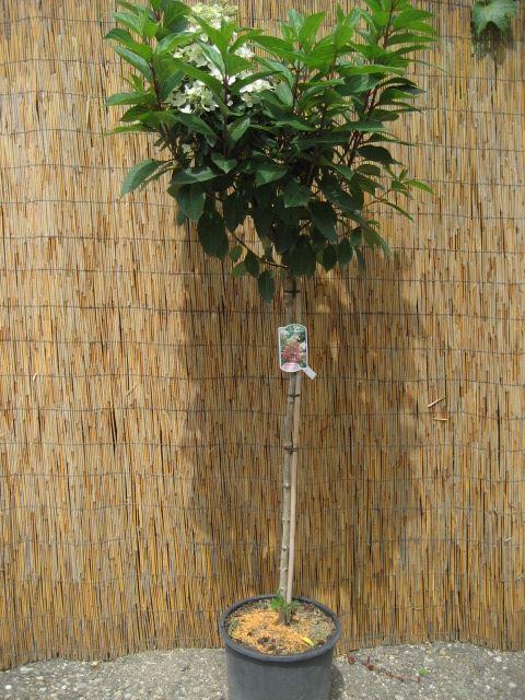  Rispenhortensie Rispenhortensie Pinky Winky  