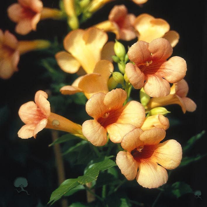 Campsis radicans 'Indian Summer'