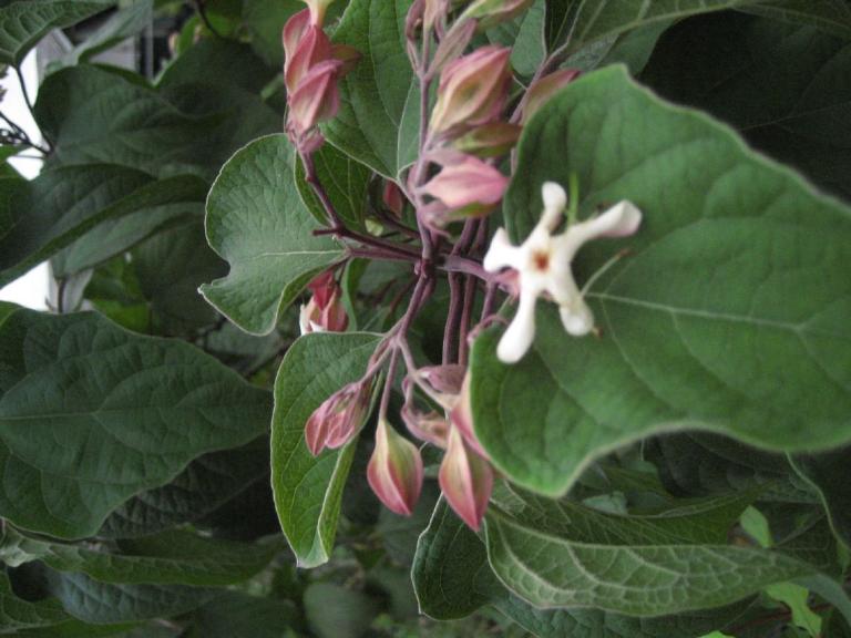 Clerodendron trichotomum var. fargesii  