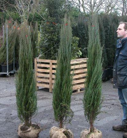 Juniperus scopulorum 'Blue Arrow'