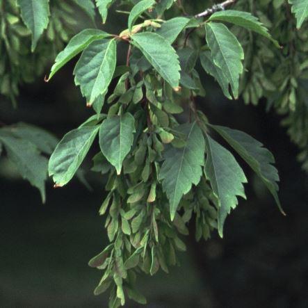 Acer cissifolium 