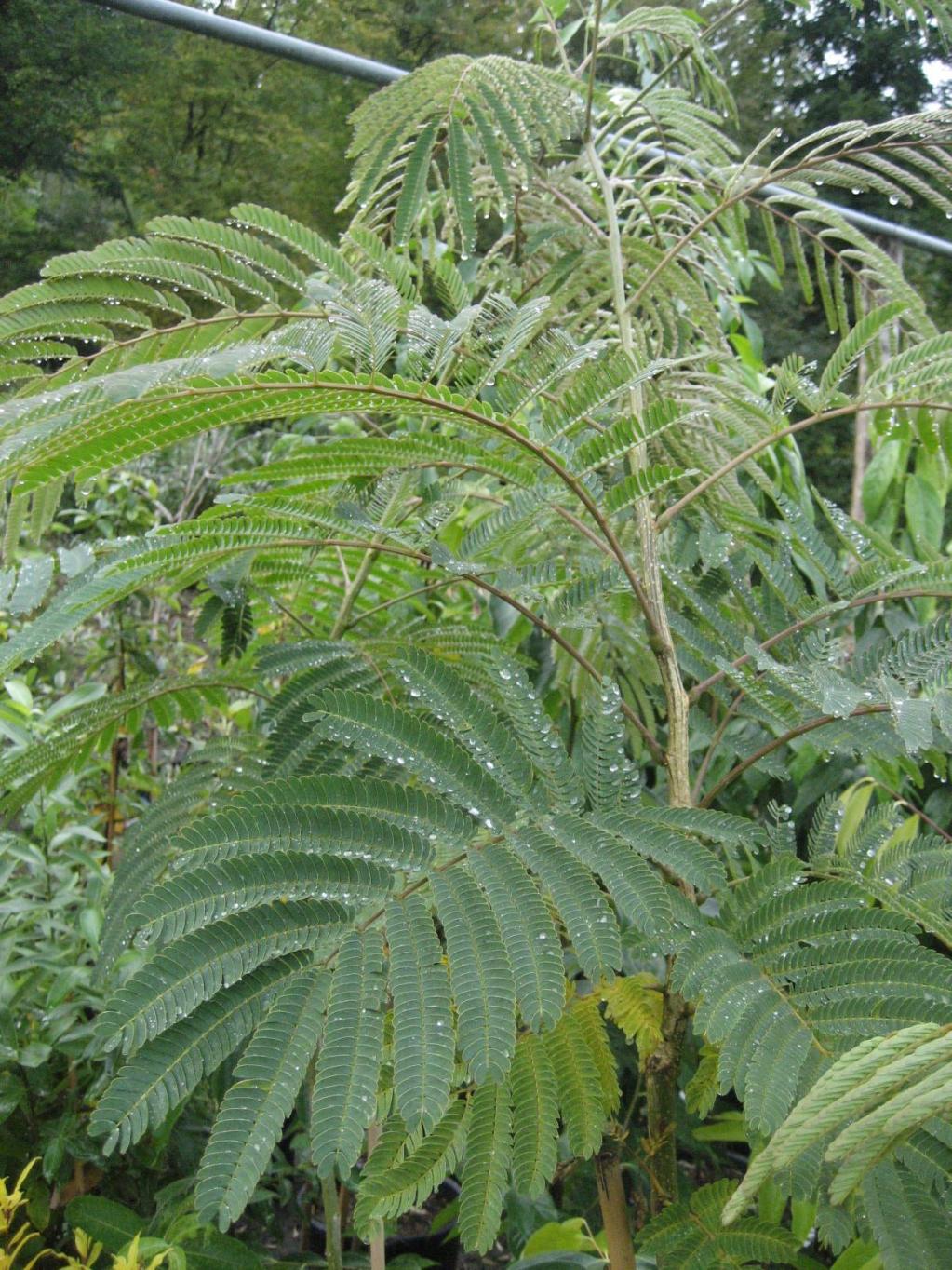 Albizia julibrissin Ernest Wilson - Seidenbaum
