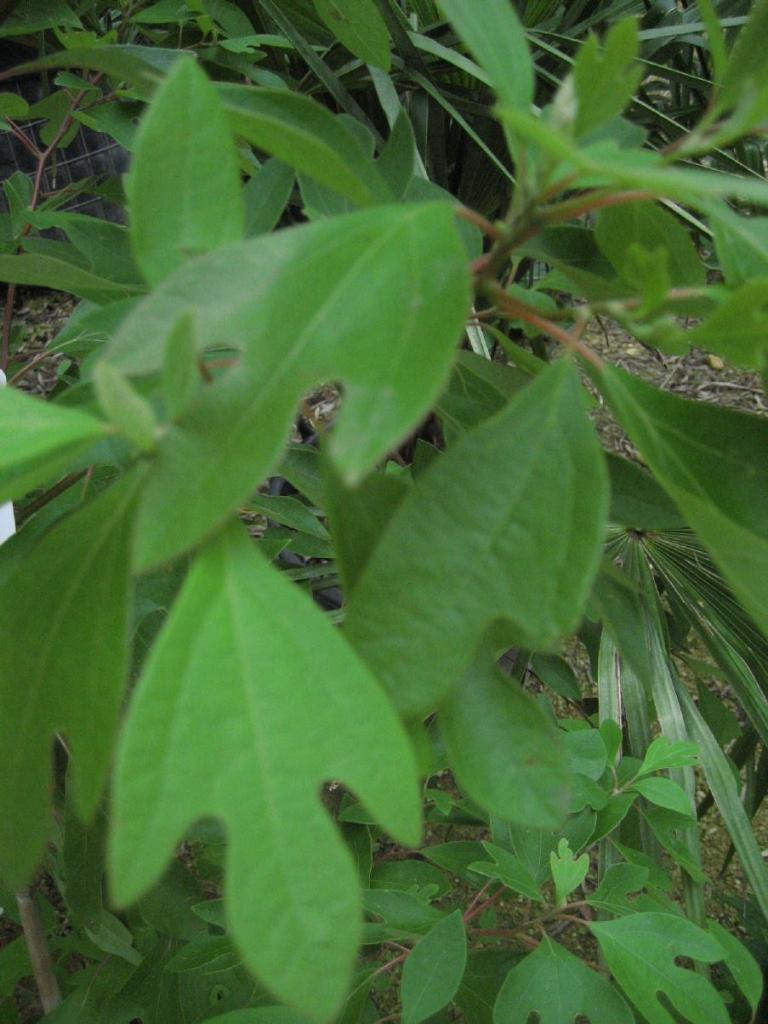 Sassafras albidum