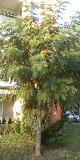 Albizia julibrissin Ernest Wilson - Seidenbaum