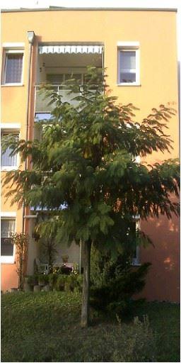 Albizia julibrissin Ernest Wilson - Seidenbaum