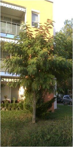 Albizia julibrissin Ernest Wilson - Seidenbaum