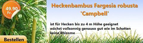 Horstbildende Bambus Sorte