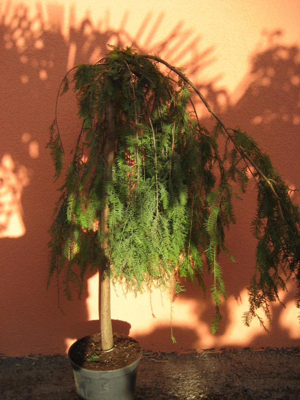 Larix decidua 'Pendula'