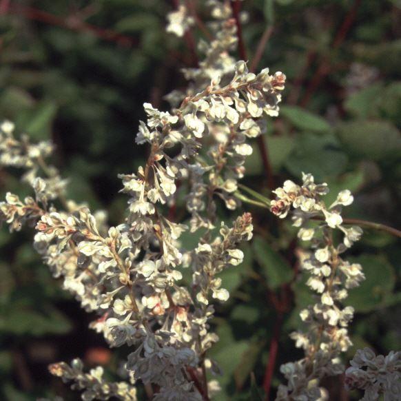 Polygonum aubertii