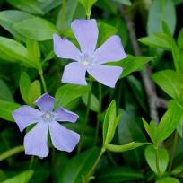 Vinca minor / Immergrün