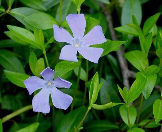 Vinca minor / Immergrün