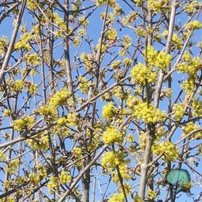  Strauchpaket  'Wildfruchthecke'