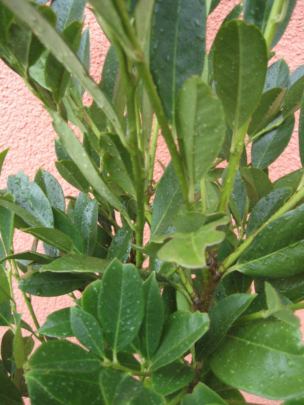 Kirschlorbeer 'Mano'