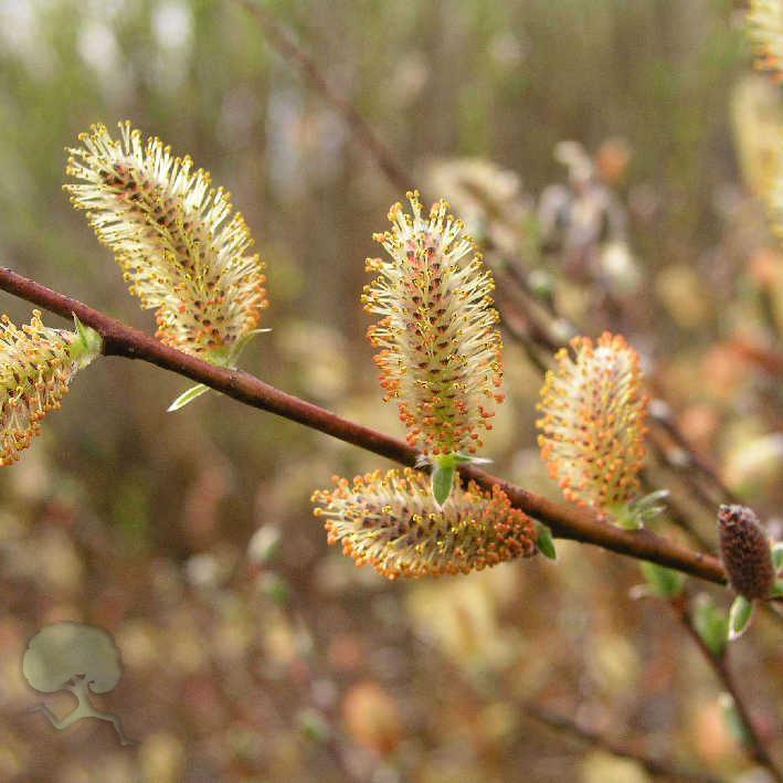 Biodiversität – jede Art zählt/  Bienentrachtpflan