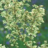 Acer campestre 'Carnival'