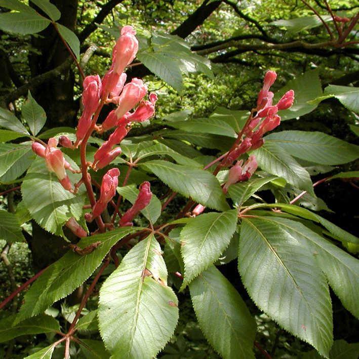 Aesculus woerlitzensis 'Ellwangeri'  /  Kastanie