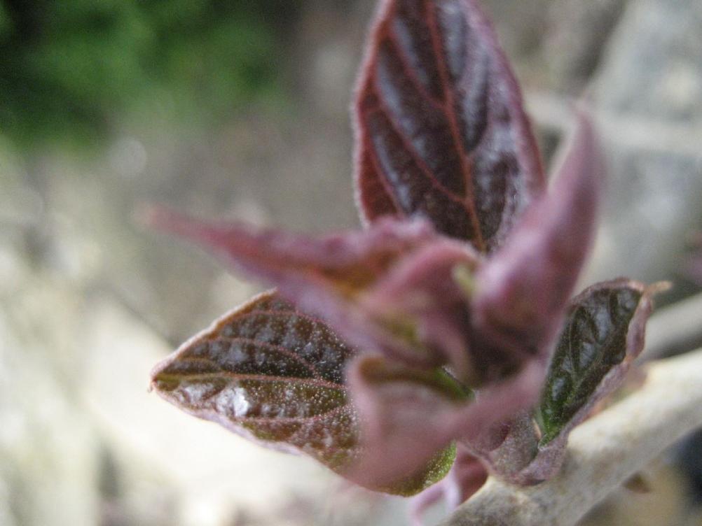 Clerodendrum trichotomum 'Purple Blaze' 