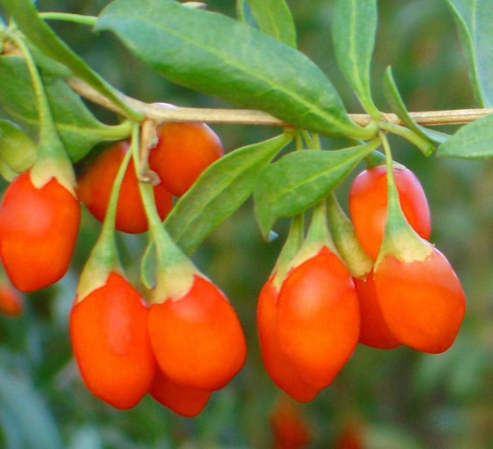 Goji Beeren