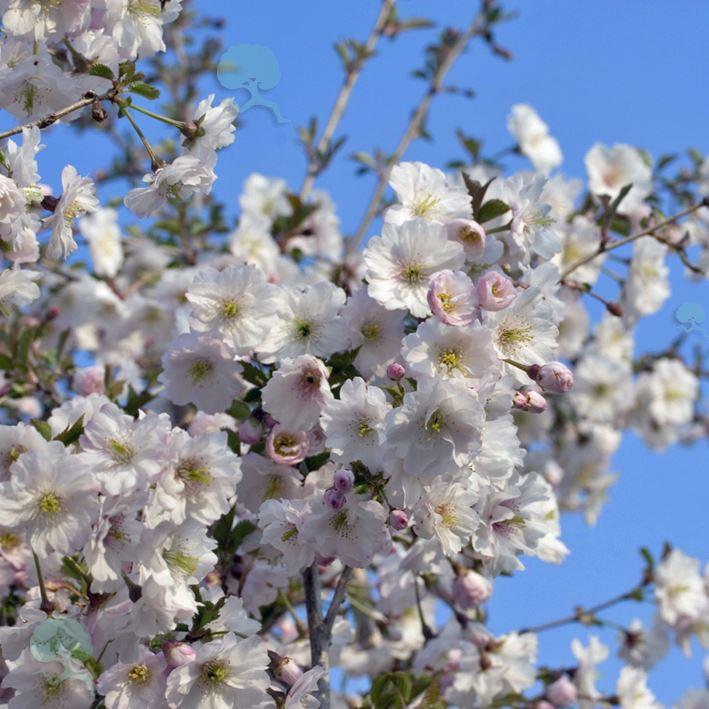Prunus incisa 'February Pink'