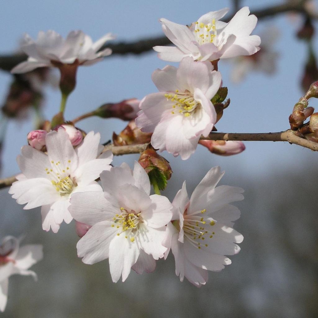 Prunus incisa 