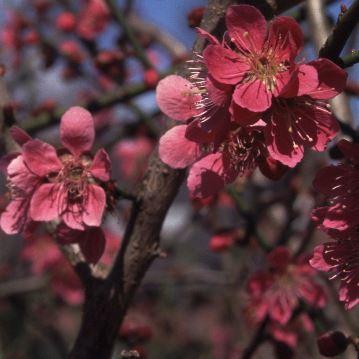 Japanische Aprikose wundervolle Rarität