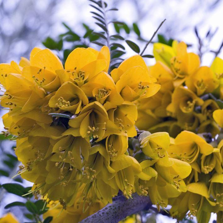 Sophora microphylla 'Sun King'
