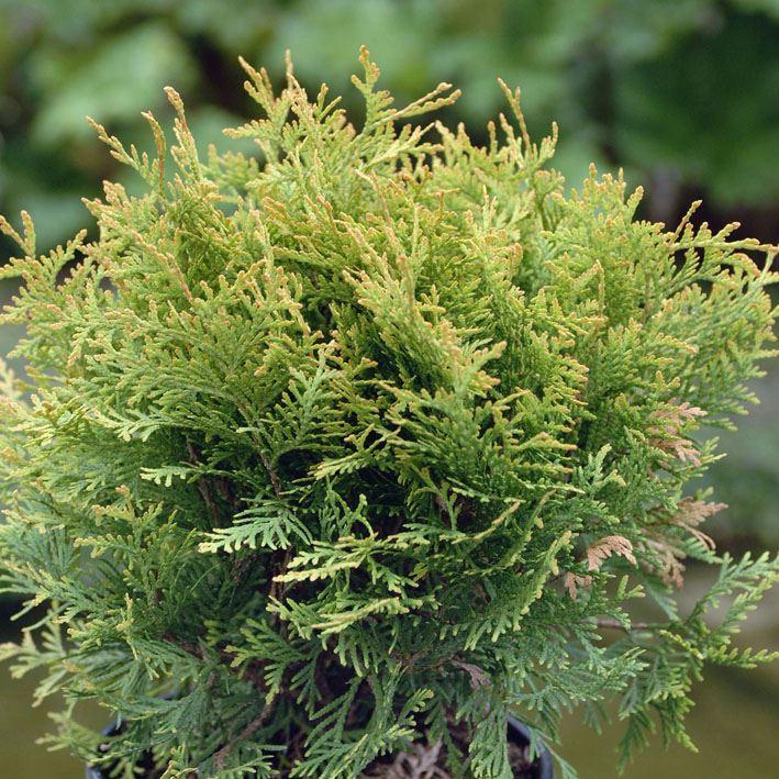 Lebensbaum 'Golden Globe'