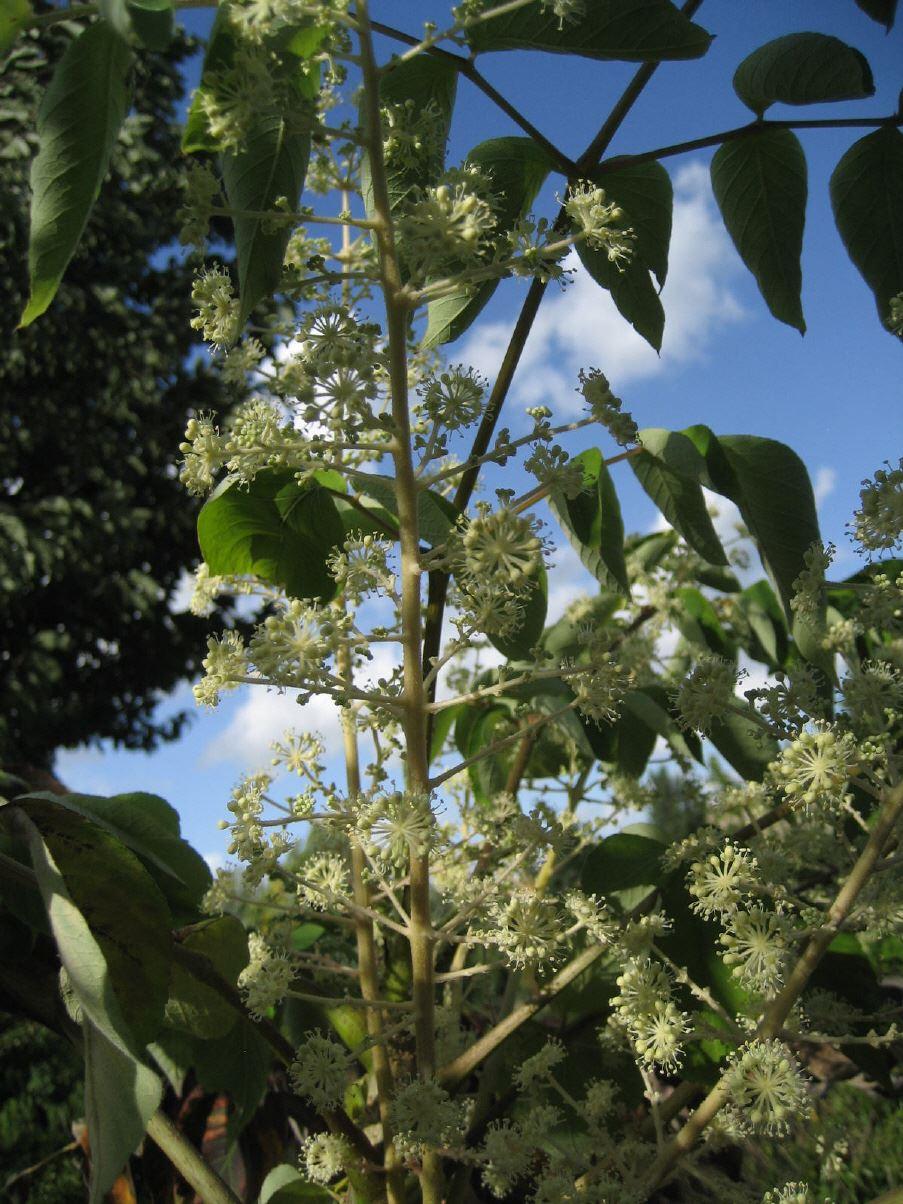 Aralia 'Golden Umbrella'