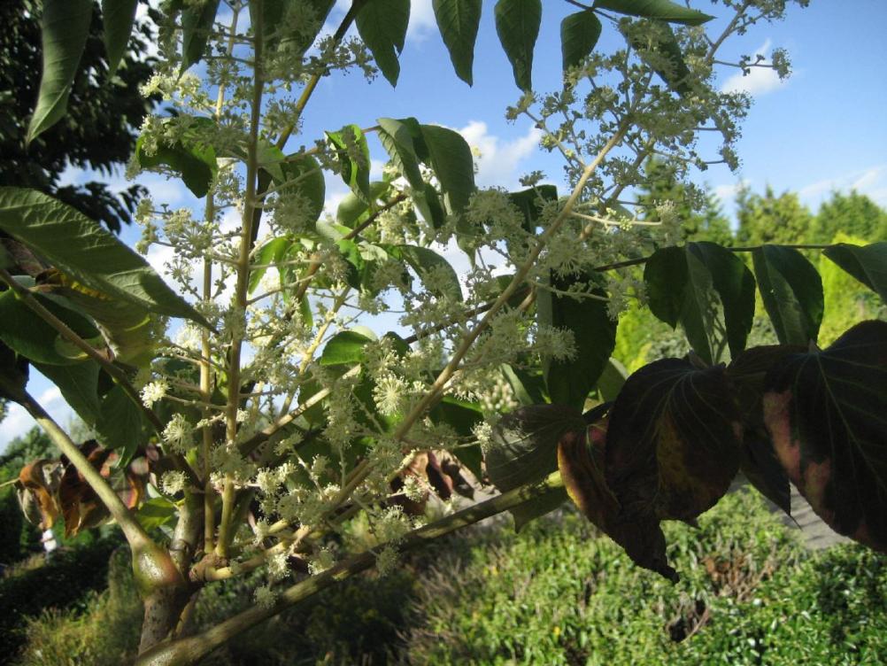 Aralia elata 'Golden Umbrella'   -   Aralia