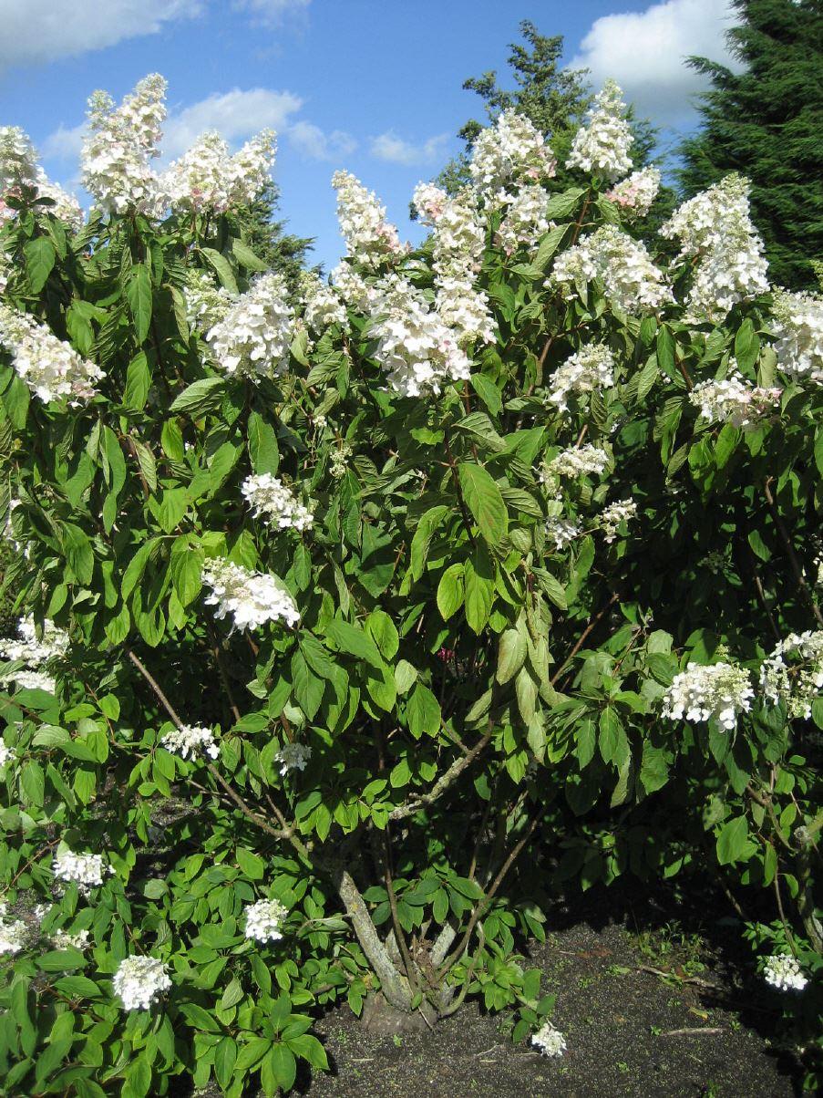 Hydrangea paniculata 'Tardiva' 