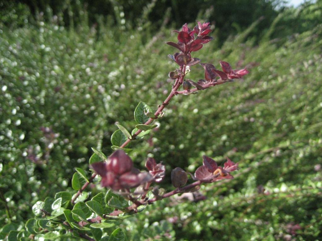 Lonicera nitida 'Red Tips'