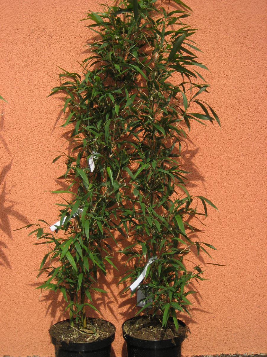 Semiarundinaria fastuosa