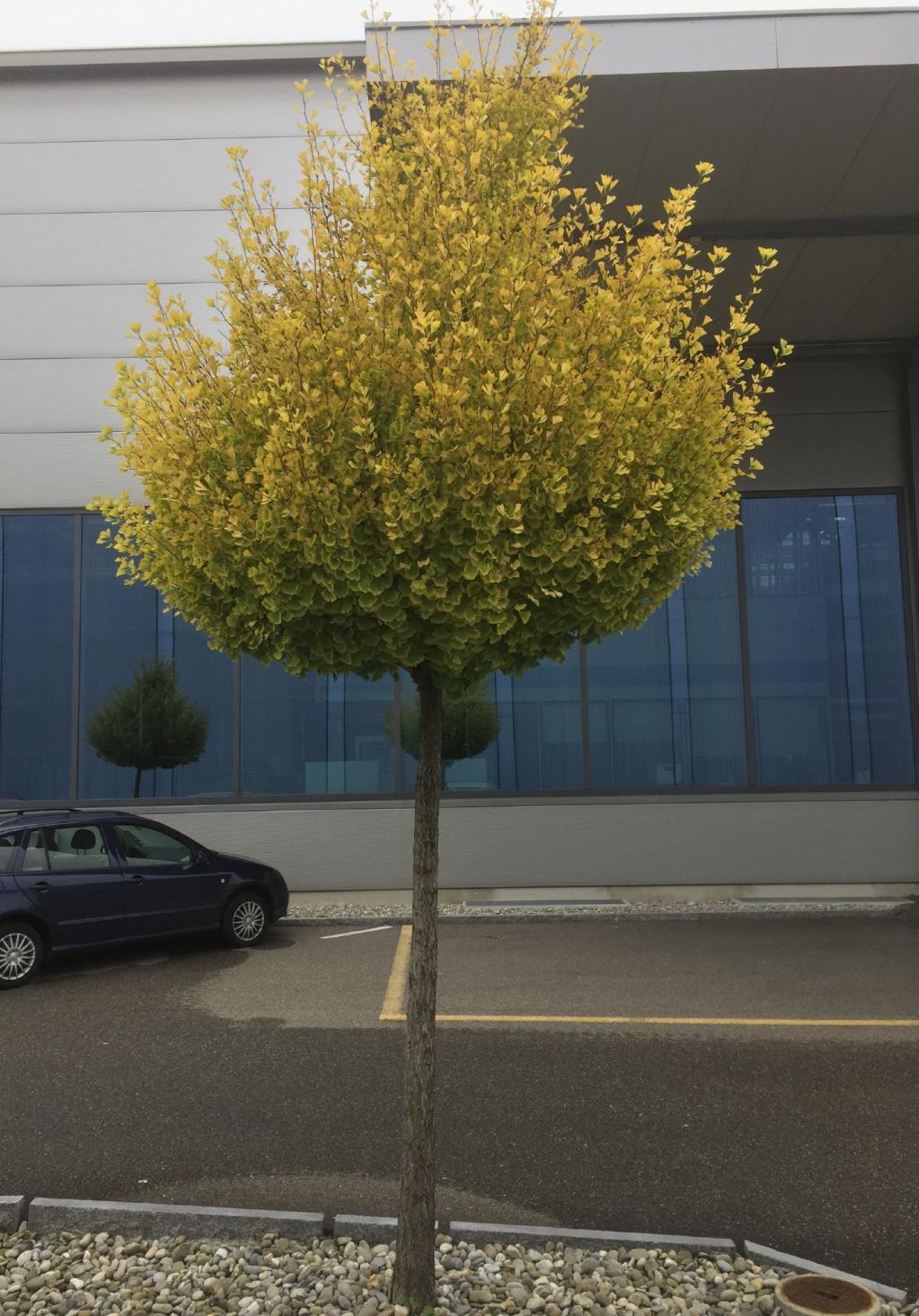 Ginkgo biloba 'Mariken'