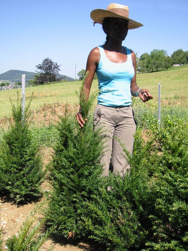 Taxus bacata Eibe