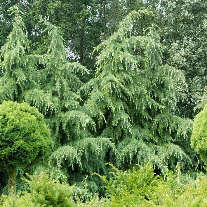 Cedrus deodara 'Karl Fuchs' 