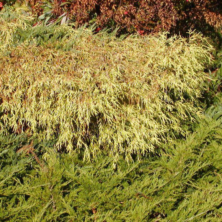Chamaecyparis pis.'Filifera Aurea Nana'