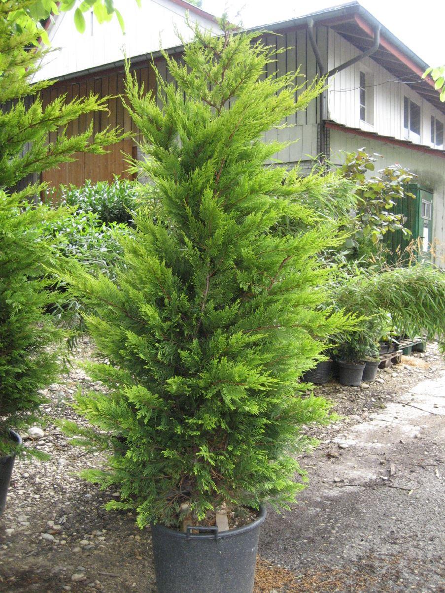 Leyland Zypresse, Bastardzypresse