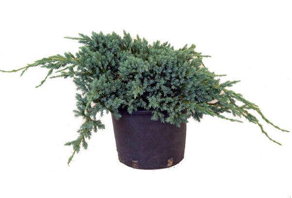 Blauer Kriech-Wacholder 'Blue Carpet' 