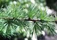 Larix decidua