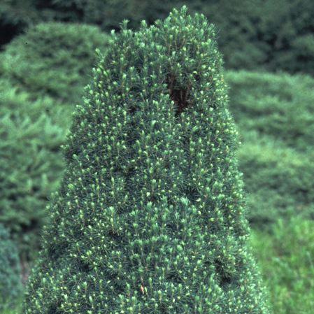 Simmel-Fichte ´Laurin´