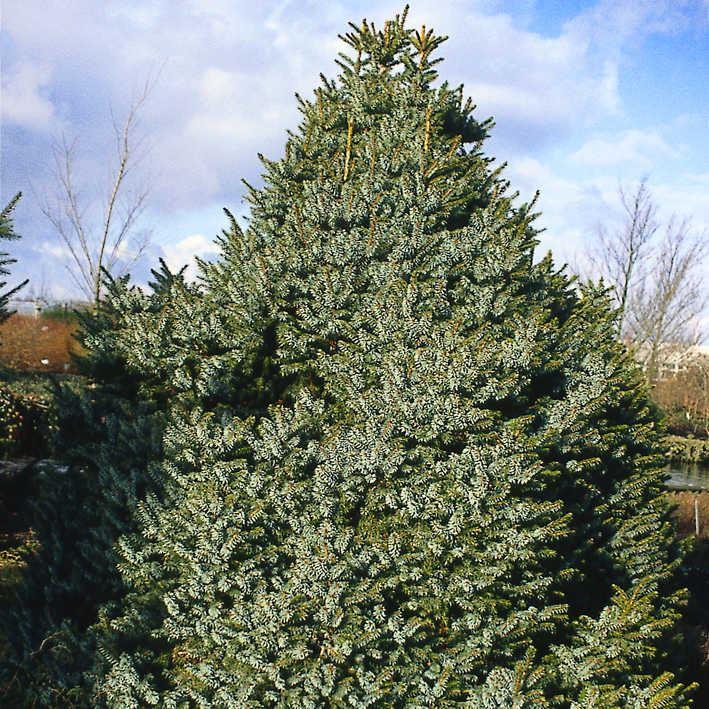 Picea omorika 'Nana'